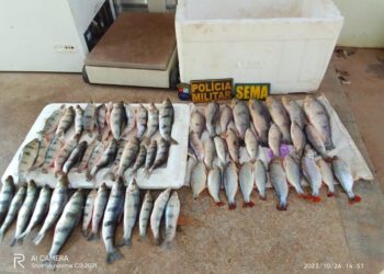 Sema-MT apreende 20 kg de pescado ilegal em Santo Antônio de Leverger