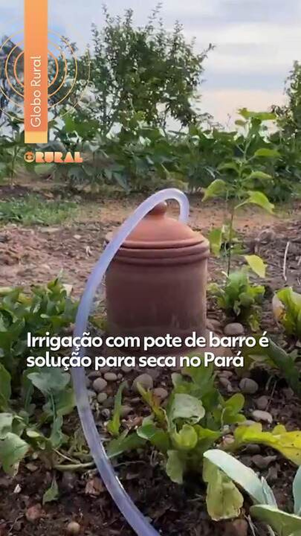 Sistema simples com potes de barro ajuda agricultores a driblar seca no Pará; veja como funciona