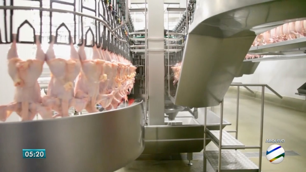 Conflito no Oriente Médio: USP analisa possíveis impactos no mercado brasileiro de carne de frango; veja principais desafios