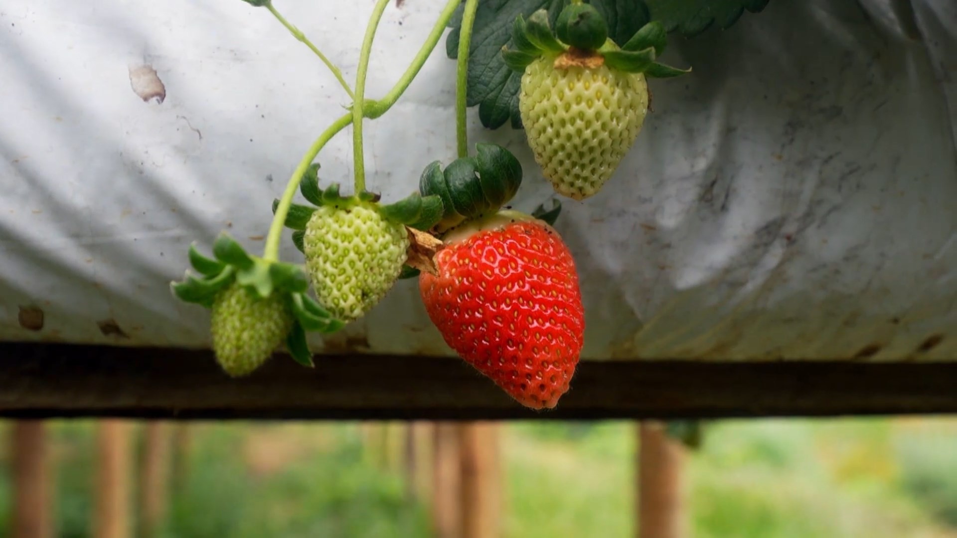 Morango importado do Egito derruba preços e preocupa produtores no ES