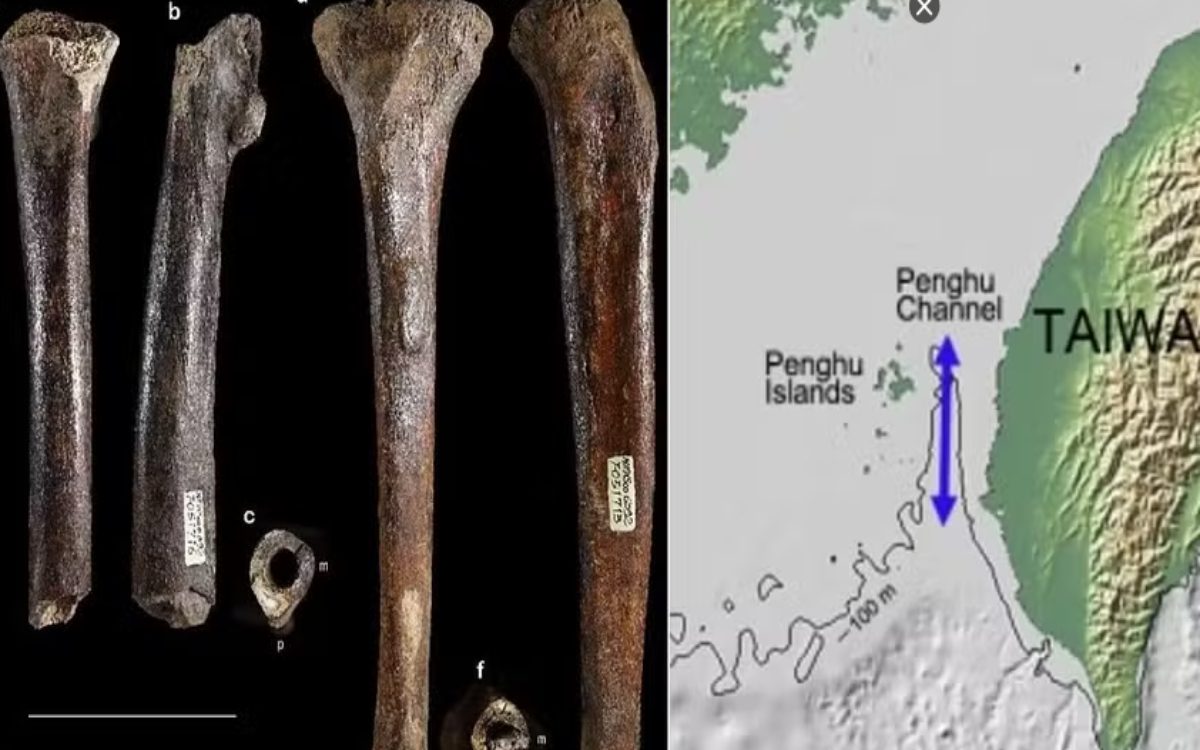 Fósseis encontrados em Taiwan levantam debate sobre gigantes da Bíblia