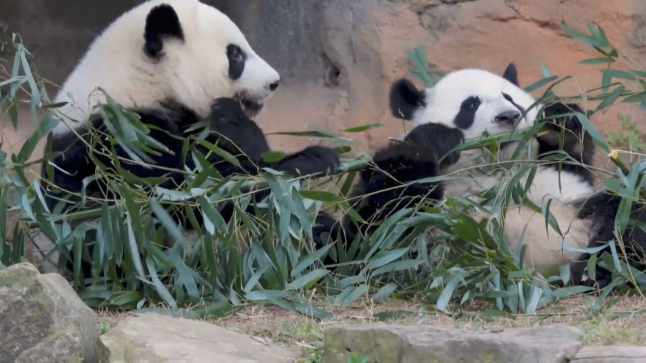 Por que dois pandas entraram na diplomacia de Trump e Xi Jinping?